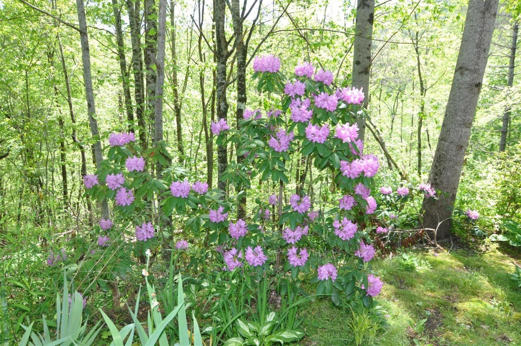 Laurel Branch Βίλα Bryson City Εξωτερικό φωτογραφία